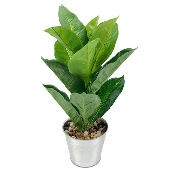 Potted plant with green leaves on a white background