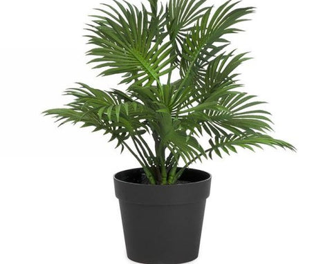 Palm Potted Plant