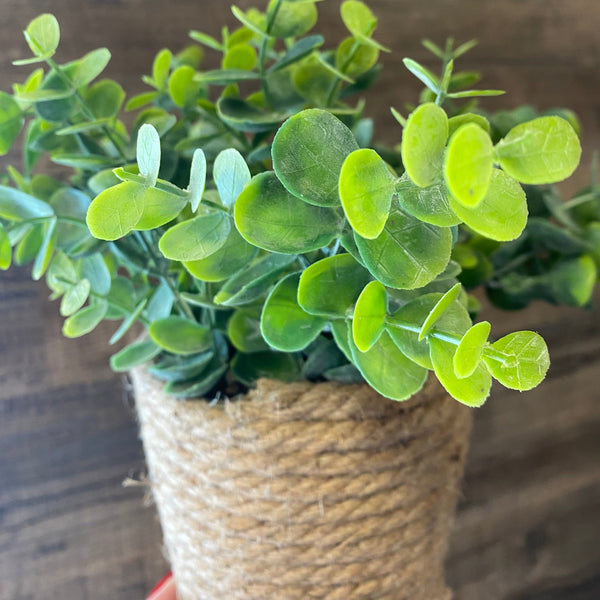 Green plant in a woven basket on a wooden surface